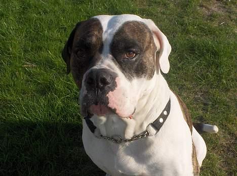 Amerikansk bulldog Herman -Sov godt skat-RIP billede 2