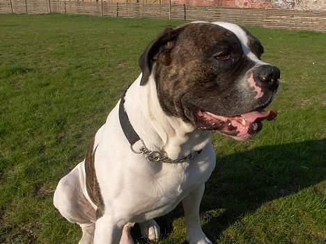 Amerikansk bulldog Herman -Sov godt skat-RIP billede 3