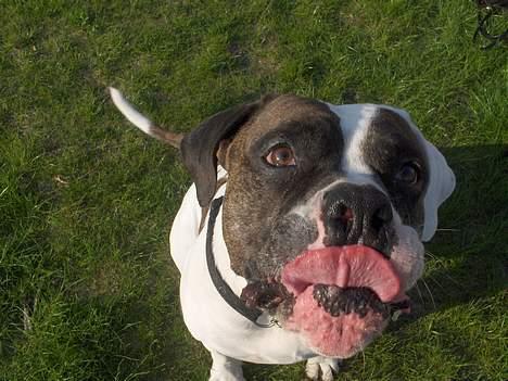 Amerikansk bulldog Herman -Sov godt skat-RIP billede 4