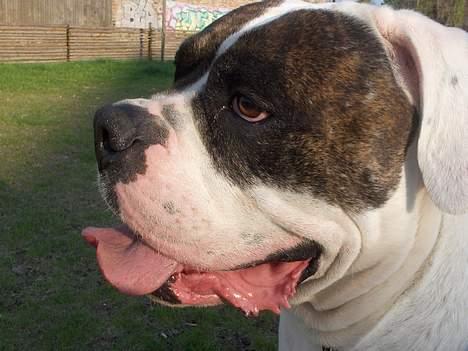 Amerikansk bulldog Herman -Sov godt skat-RIP billede 5