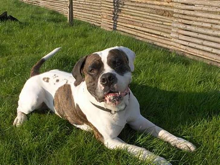 Amerikansk bulldog Herman -Sov godt skat-RIP billede 6