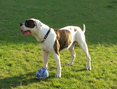 Amerikansk bulldog Herman -Sov godt skat-RIP billede 7