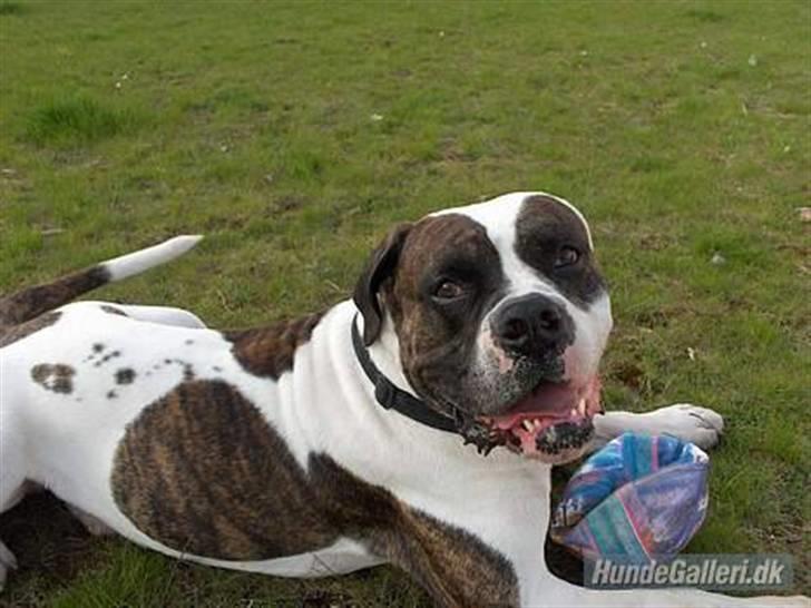 Amerikansk bulldog Herman -Sov godt skat-RIP billede 8