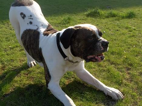 Amerikansk bulldog Herman -Sov godt skat-RIP billede 9