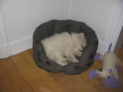 Blanding af racer Krumme - Så fik Krumme en nye hundekurv som han med det samme fald i søvn i. billede 4