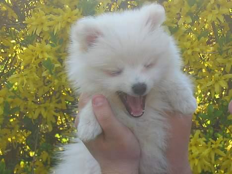 Blanding af racer Krumme - Man bliver hurtigt træt i den størrelse. billede 5