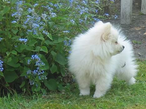 Blanding af racer Krumme billede 6