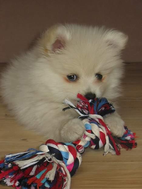 Blanding af racer Krumme billede 7