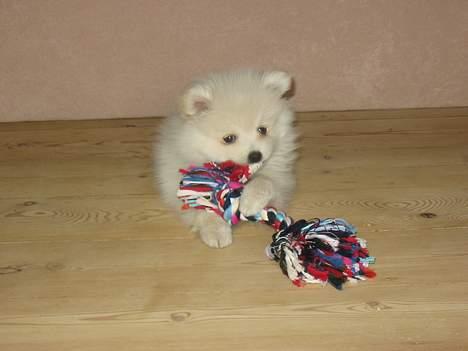 Blanding af racer Krumme billede 8