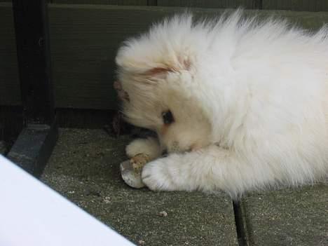 Blanding af racer Krumme billede 9