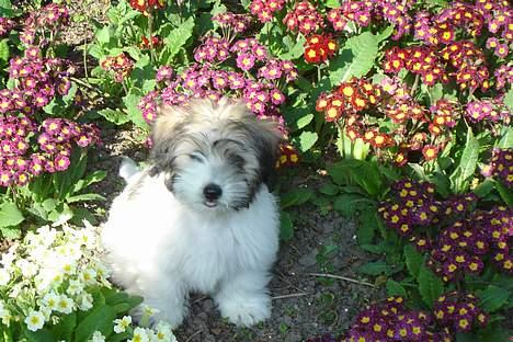 Coton de tulear Noah - Noah i blomsterbedet... billede 16