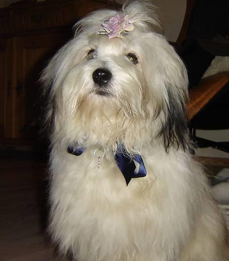 Coton de tulear Noah billede 17