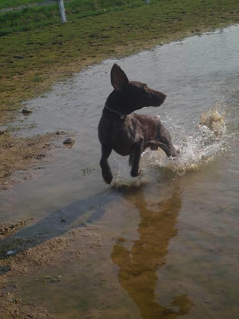Korthåret hønsehund Marster  - Marster med fuld af fart i vandet ;D Fjolle hoved =) billede 17