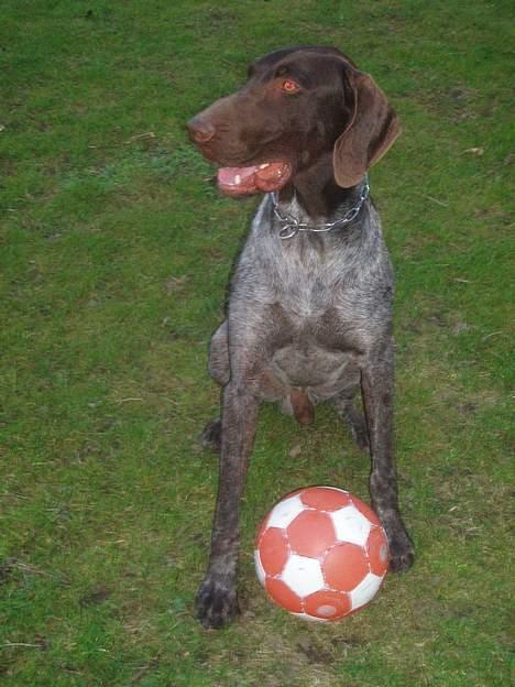 Korthåret hønsehund Marster  - Marster der lige har spillet fodbold :) Han er meget god til det og det er så hans ynglings Bold ;D<3 billede 18