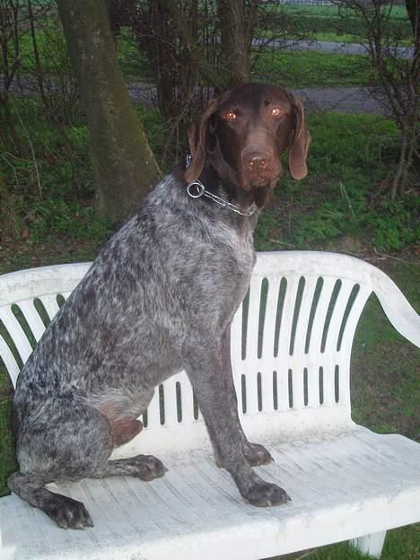 Korthåret hønsehund Marster  - Her sidder jeg så ;) Dejlig bæng og man kan også godt springe over den ;D <3<3 ! billede 19