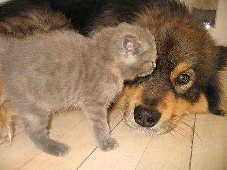 Finsk lapphund Lapinlempi Aamuntuike - se mor , jeg er helt rolig billede 9