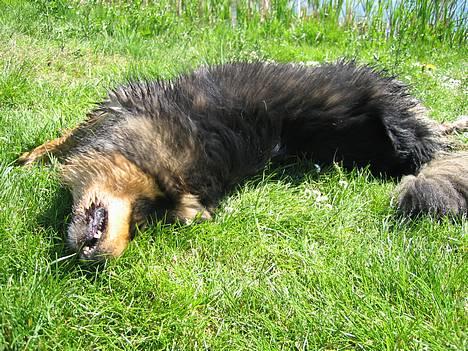 Finsk lapphund Lapinlempi Aamuntuike - skøøønt at rulle sig billede 10