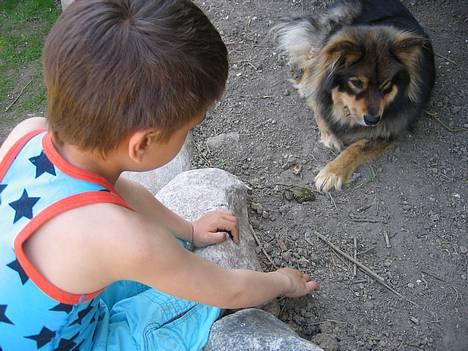 Finsk lapphund Lapinlempi Aamuntuike - jeg siger dig Marco, den frø smager ikke godt! billede 11