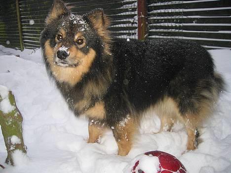 Finsk lapphund Lapinlempi Aamuntuike - sne er da bare jums billede 12