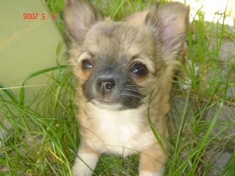 Chihuahua Kiwi - Hej billede 6