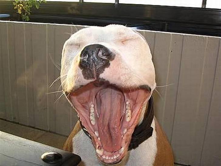 Amerikansk staffordshire terrier ICEMAN R.I.P.  - Ha Ha Ha  billede 3