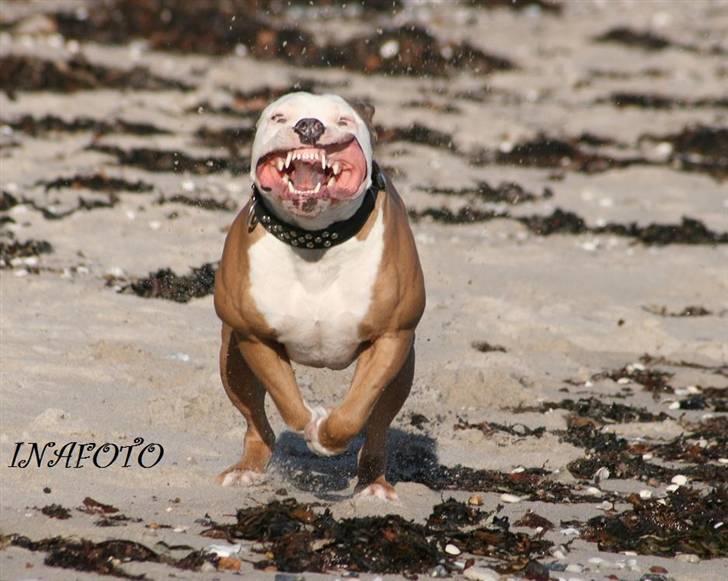 Amerikansk staffordshire terrier ICEMAN R.I.P.  - Så er turbo´en slået til  billede 4