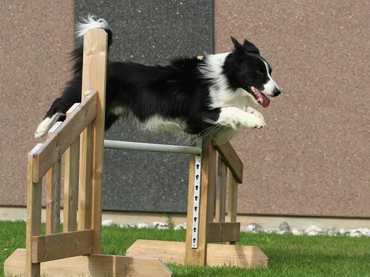 Border collie Tarco *himmelhund* - Springhunden (Billedet er taget af Åsa E) billede 16