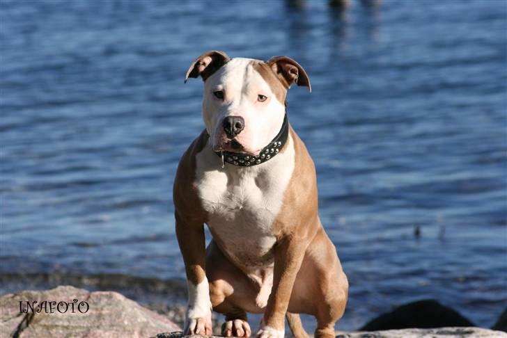 Amerikansk staffordshire terrier ICEMAN R.I.P.  - Hvor længe skal jeg sidde her mor  billede 5