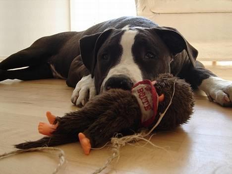 Amerikansk staffordshire terrier Kenzo billede 1