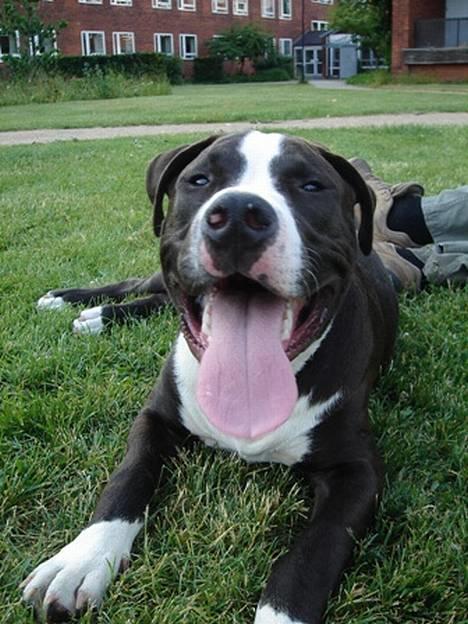 Amerikansk staffordshire terrier Kenzo billede 2