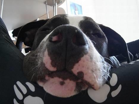 Amerikansk staffordshire terrier Kenzo billede 3