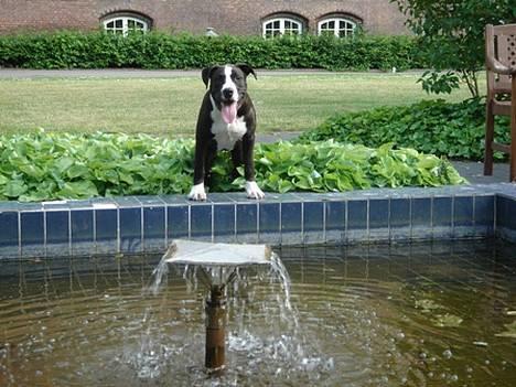 Amerikansk staffordshire terrier Kenzo billede 4