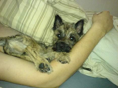 Cairn terrier Cato - 3½ måneder og intet bedre end at ligge i sengen sammen med os billede 1