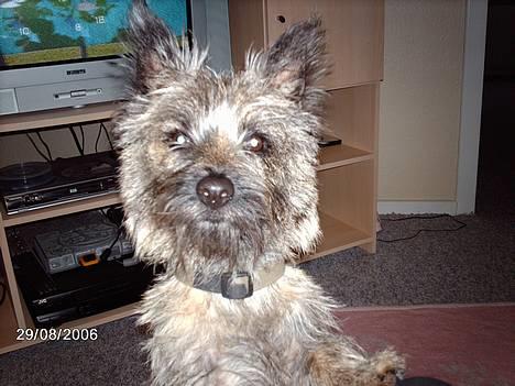Cairn terrier Cato - PJUSKE! :) billede 2