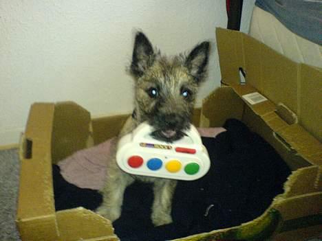 Cairn terrier Cato - der er bare intet bedre end babylegetøj, især det der kan sige noget :) billede 3
