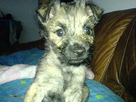 Cairn terrier Cato - 9½ uge gammel og ørene er ikke kommet helt op endnu billede 4