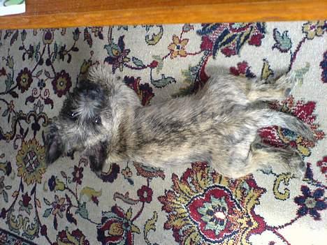 Cairn terrier Cato - af en eller anden grund er det bedst at ligge med bagbenene helt bagud :) måske lidt svært at se, da han matcher godt med tæppet billede 5