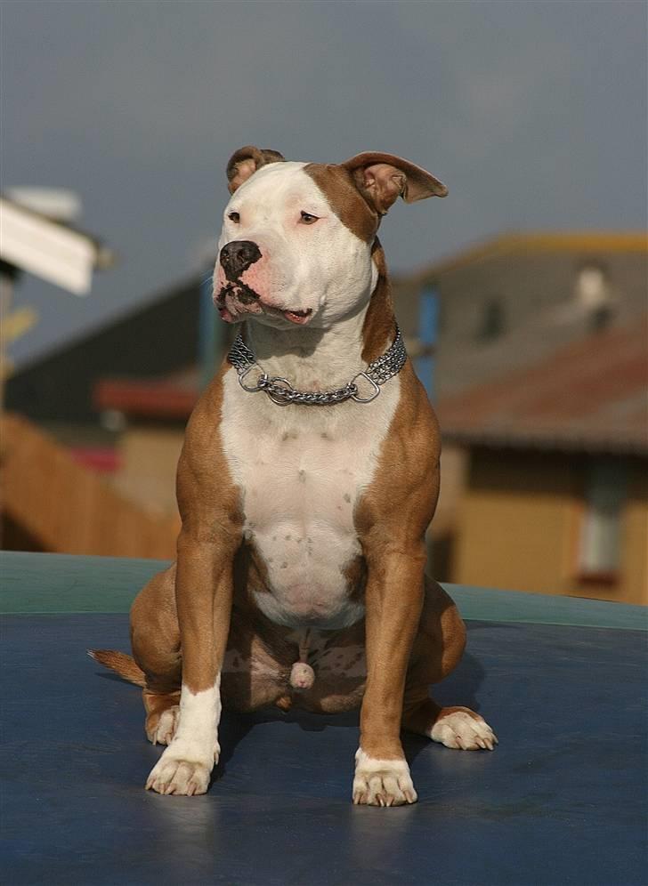 Amerikansk staffordshire terrier ICEMAN R.I.P.  - iceman på hoppepude  billede 8