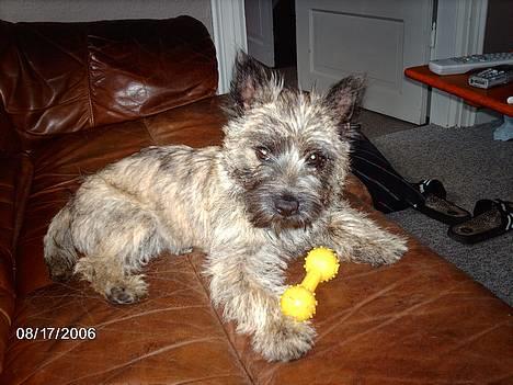 Cairn terrier Cato billede 6