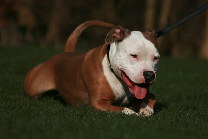 Amerikansk staffordshire terrier ICEMAN R.I.P.  - hov der var vidst en mus  billede 9