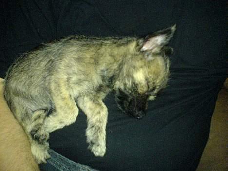 Cairn terrier Cato - når alt er nyt, går man hurtigt kold :) billede 7