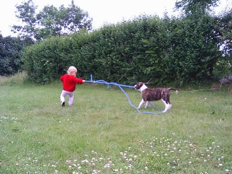 Amerikansk bulldog Kettner´s Devil Dancer - Fuld knald på her.... billede 4