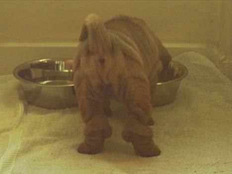 Shar pei China House Zarabi *DØD* - Her har vi lige fået hende, sikke nogle strømpefødder hun har! billede 3