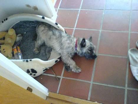 Cairn terrier Cato - underligt som man kan "falde" ud af kassen *hvem sagde plads-krævende?* billede 8