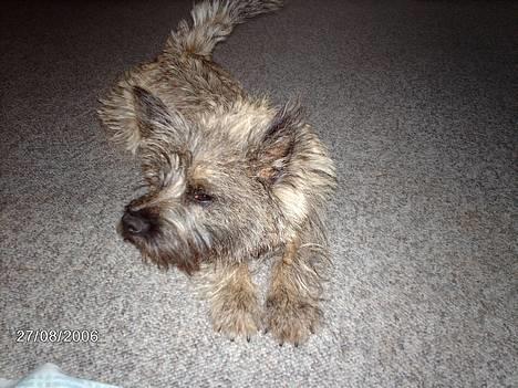 Cairn terrier Cato - *strække strække strække* billede 9