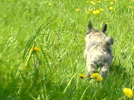 Cairn terrier Cato - tålmodighed har han bare ikke! så tror man lige man får et godt billede af ham, men 1, 2, 3 - så er han for længst vendt om og jagter i fuld fart forbipassende insekter :/ *G* billede 10