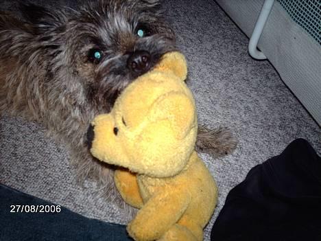 Cairn terrier Cato - Bamse vil gerne kastes! (synes Cato ihvertfald at tænke) billede 11