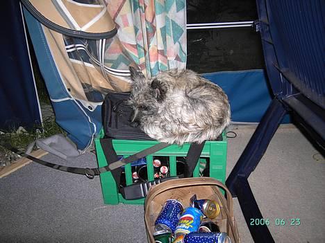Cairn terrier Cato - man kan sove alle steder - selvom ens kasse ligger lige ved  siden af :S billede 12