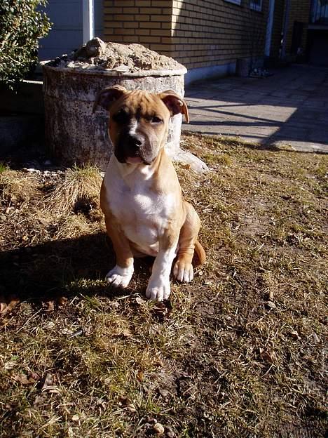 Amerikansk staffordshire terrier Tyson billede 8
