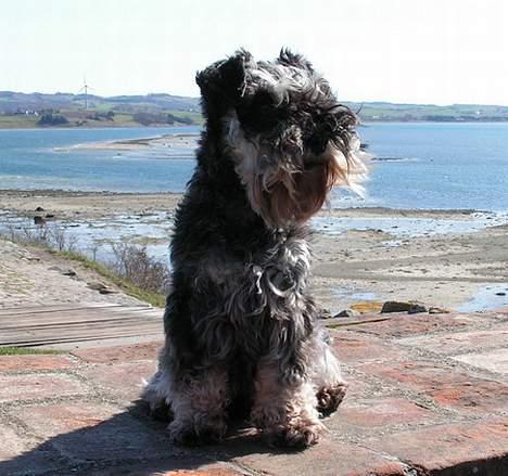 Dvaergschnauzer Cookie billede 17